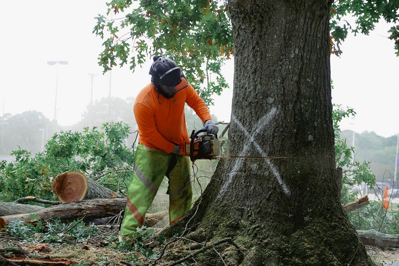 Everett Tree Service Raleigh's Top Tree Care, Removal & Plant Health